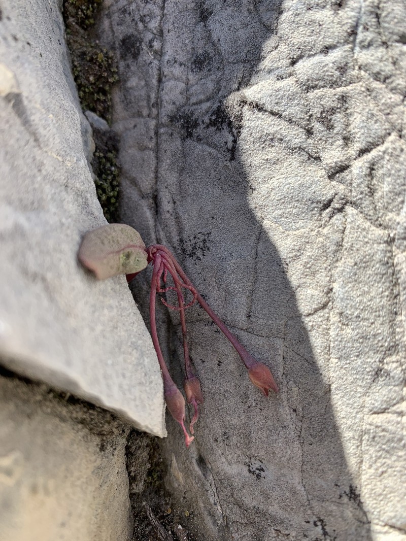 Claytonia peirsonii subsp. californacis photo 3