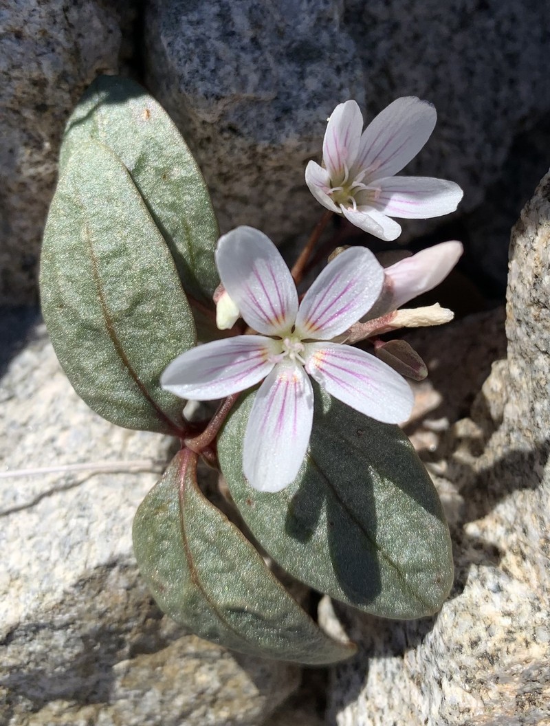 Claytonia peirsonii subsp. peirsonii