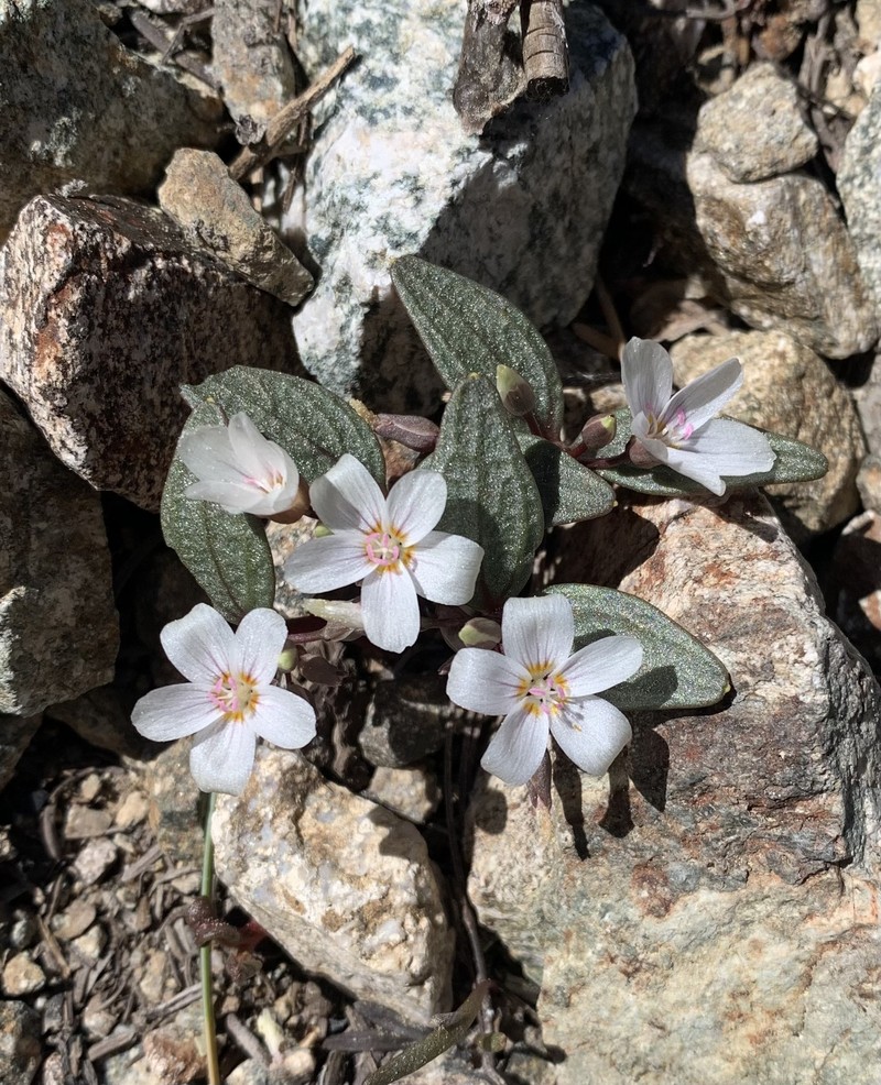 Claytonia peirsonii subsp. peirsonii photo 3