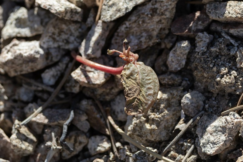 Claytonia peirsonii subsp. peirsonii photo 4