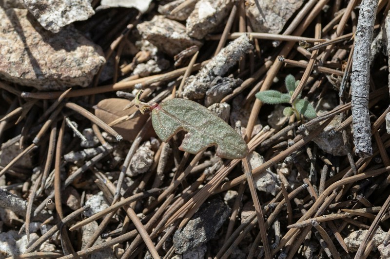 Claytonia peirsonii subsp. peirsonii photo 5