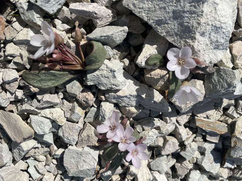 Claytonia peirsonii subsp. yorkii