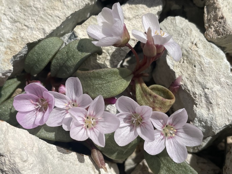 Claytonia peirsonii subsp. yorkii photo 2