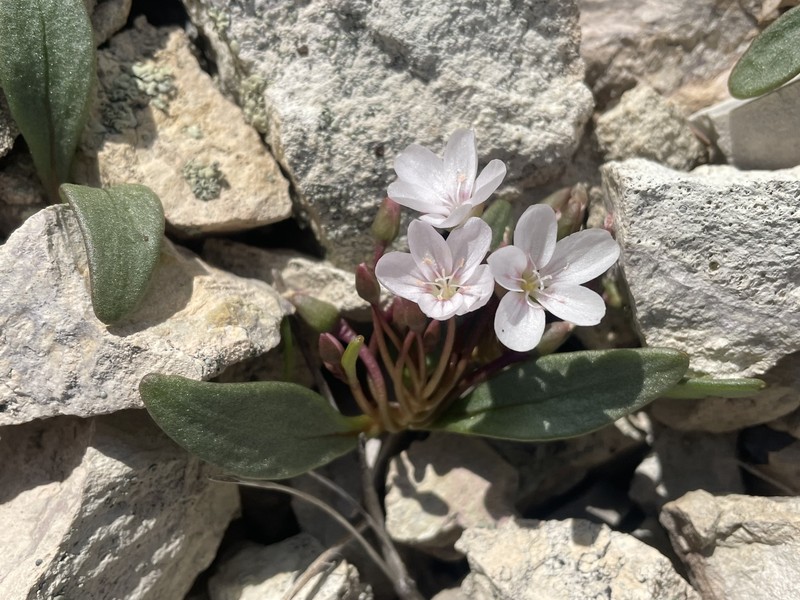 Claytonia peirsonii subsp. yorkii photo 3