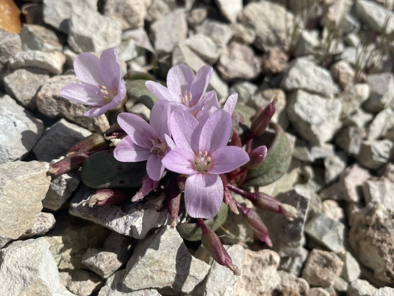 Claytonia peirsonii subsp. yorkii photo 4