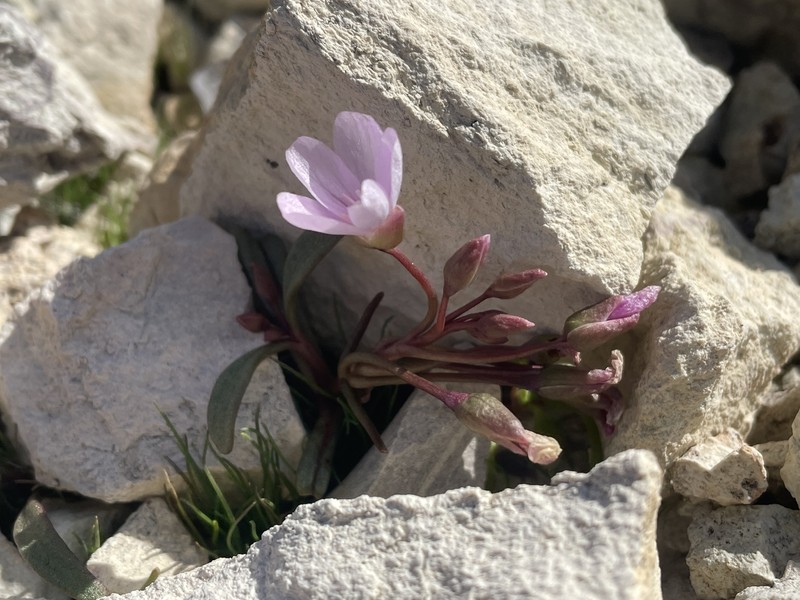 Claytonia peirsonii subsp. yorkii photo 5