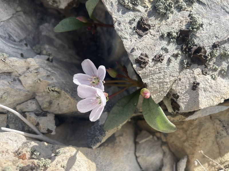 Claytonia peirsonii subsp. yorkii photo 6