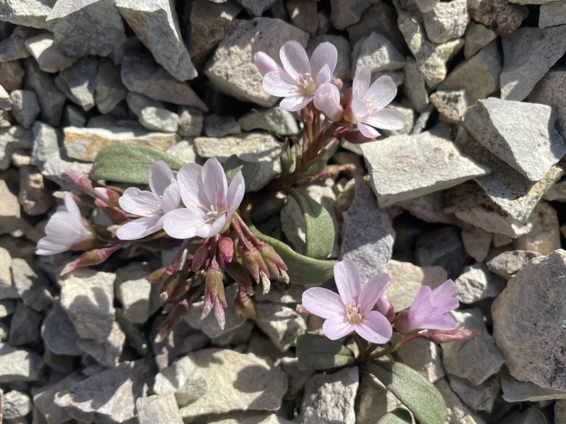 Claytonia peirsonii subsp. yorkii photo 7