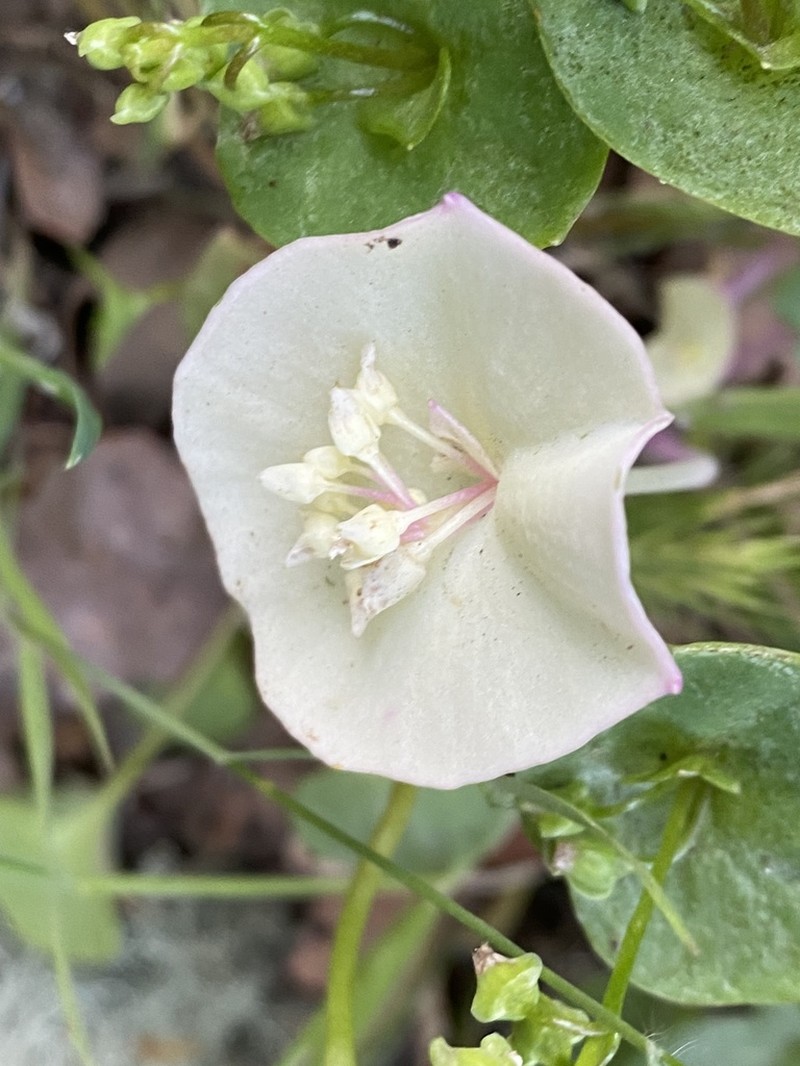 Miner's Lettuce
