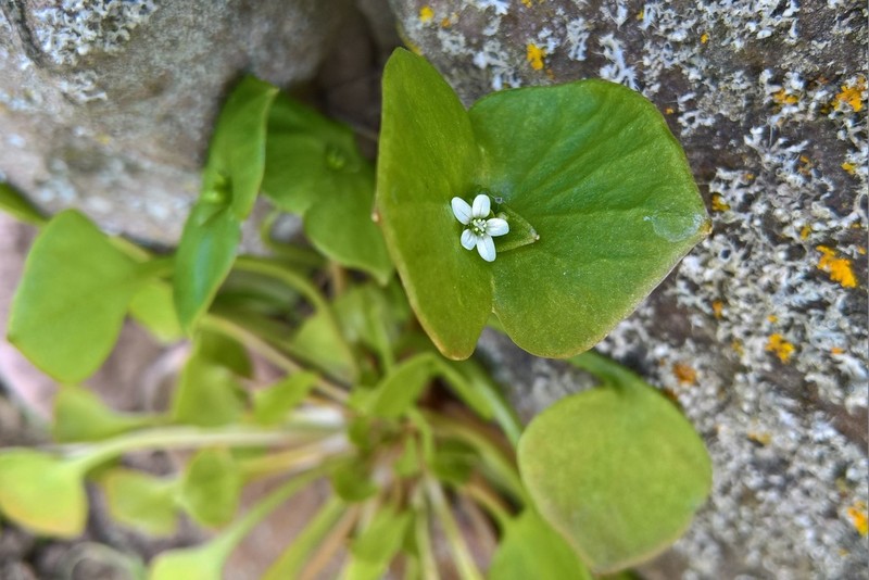 Miner's Lettuce photo 2