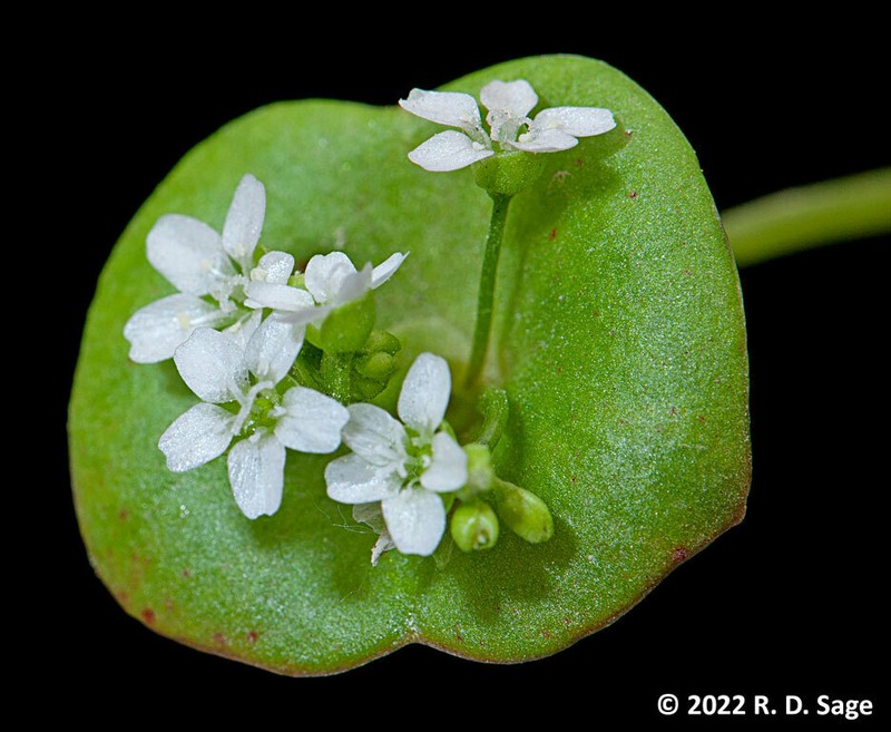 Miner's Lettuce photo 3
