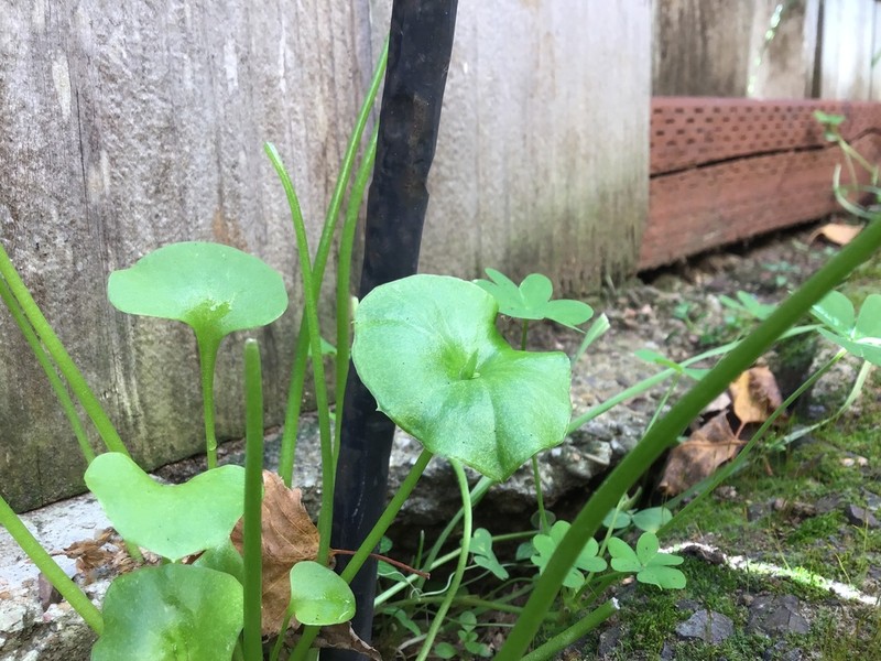 Miner's Lettuce photo 4