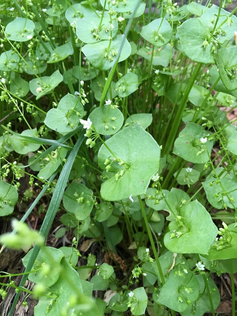 Miner's Lettuce photo 5