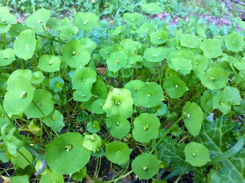 Miner's Lettuce photo 6