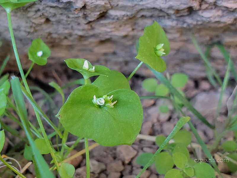 Miner's Lettuce photo 7