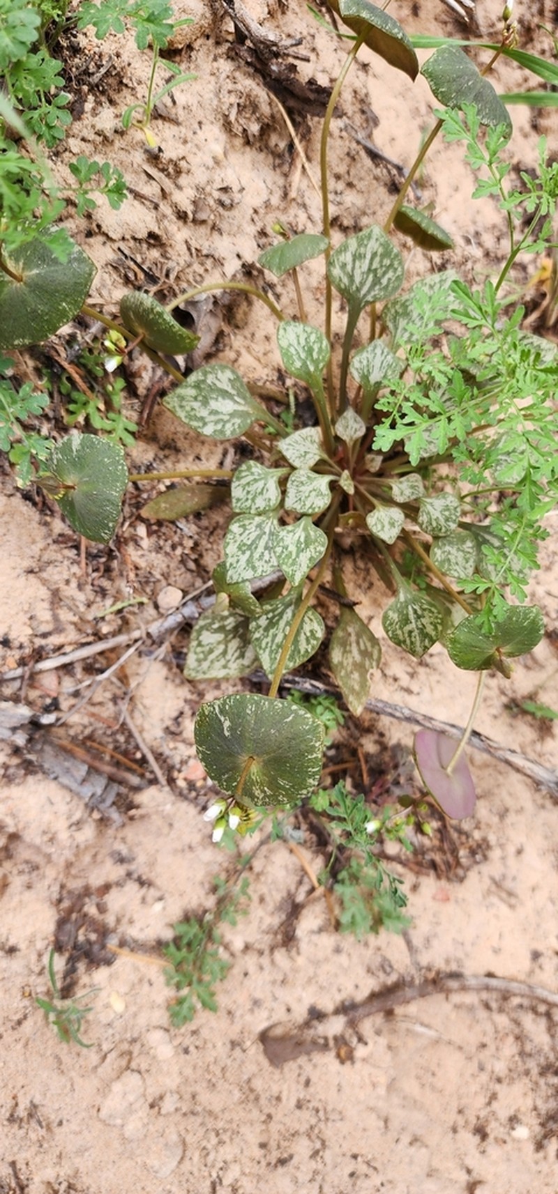 Miner's Lettuce photo 8