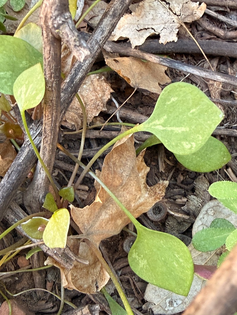 Claytonia perfoliata subsp. intermontana