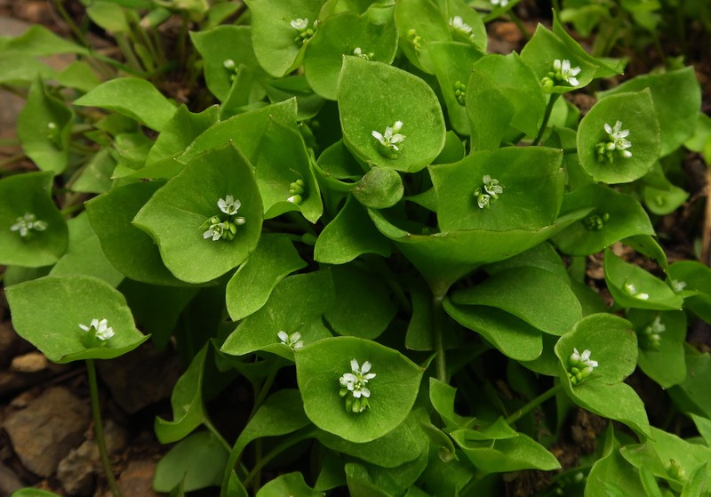 Claytonia perfoliata subsp. intermontana photo 2