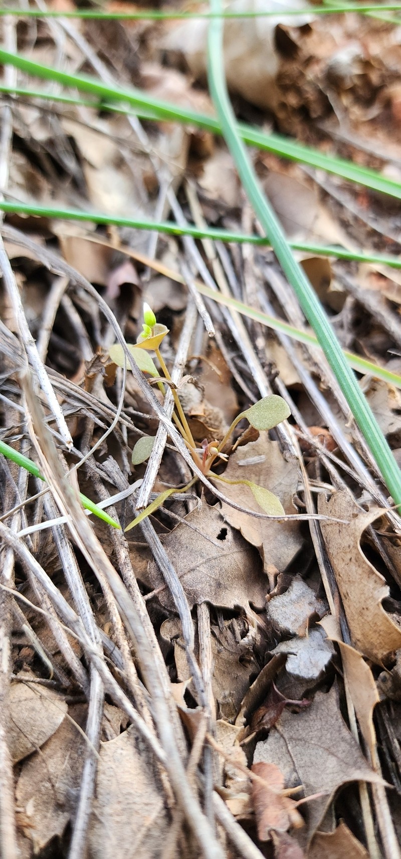 Claytonia perfoliata subsp. intermontana photo 3