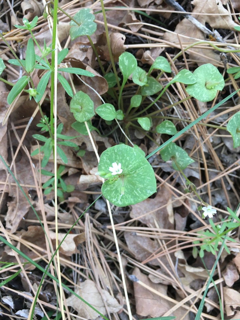 Claytonia perfoliata subsp. intermontana photo 4