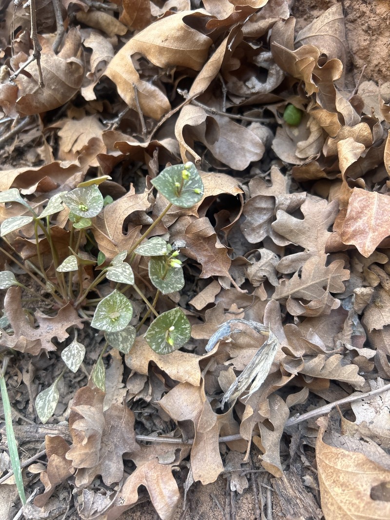 Claytonia perfoliata subsp. intermontana photo 5