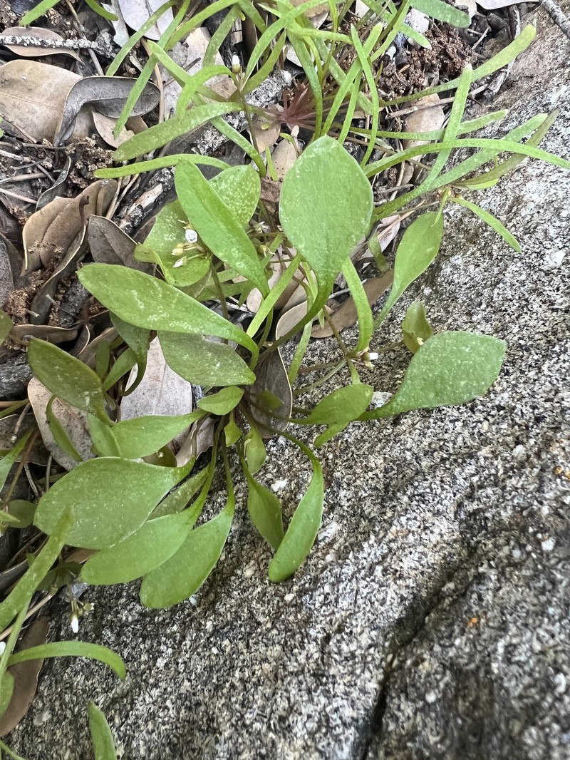 Claytonia perfoliata subsp. intermontana photo 6