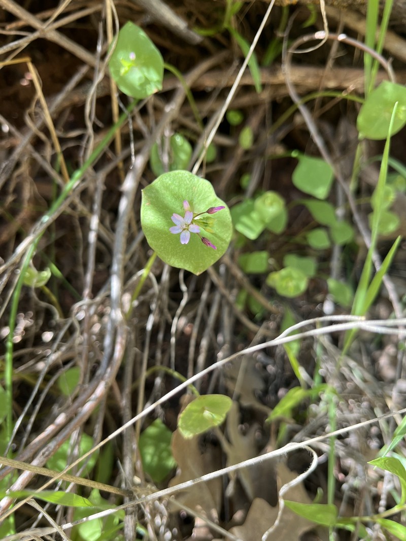 Claytonia perfoliata subsp. intermontana photo 7