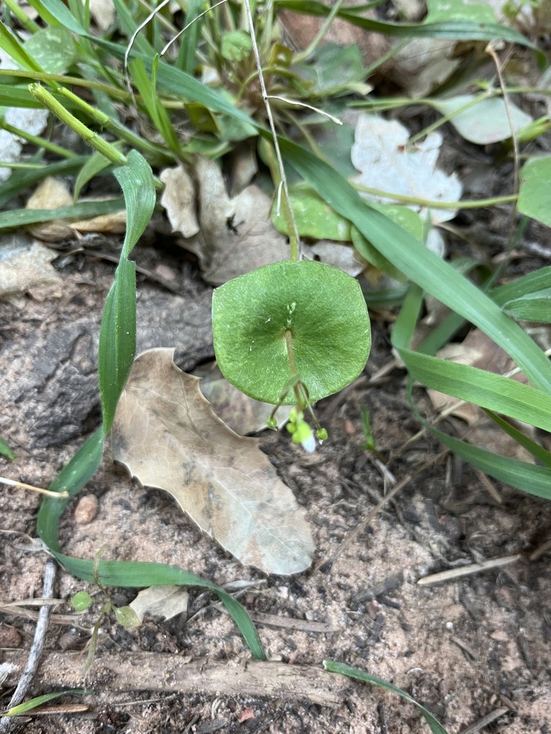 Claytonia perfoliata subsp. intermontana photo 8