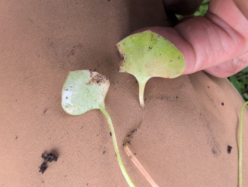 Claytonia perfoliata subsp. mexicana