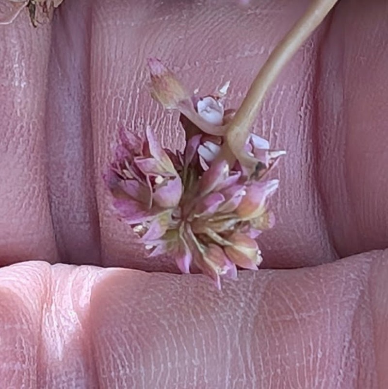 Claytonia perfoliata subsp. mexicana photo 2