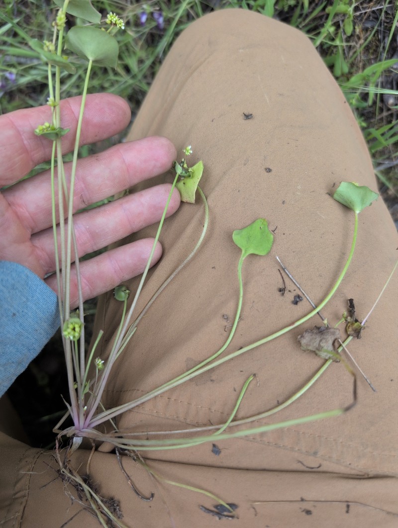 Claytonia perfoliata subsp. mexicana photo 3