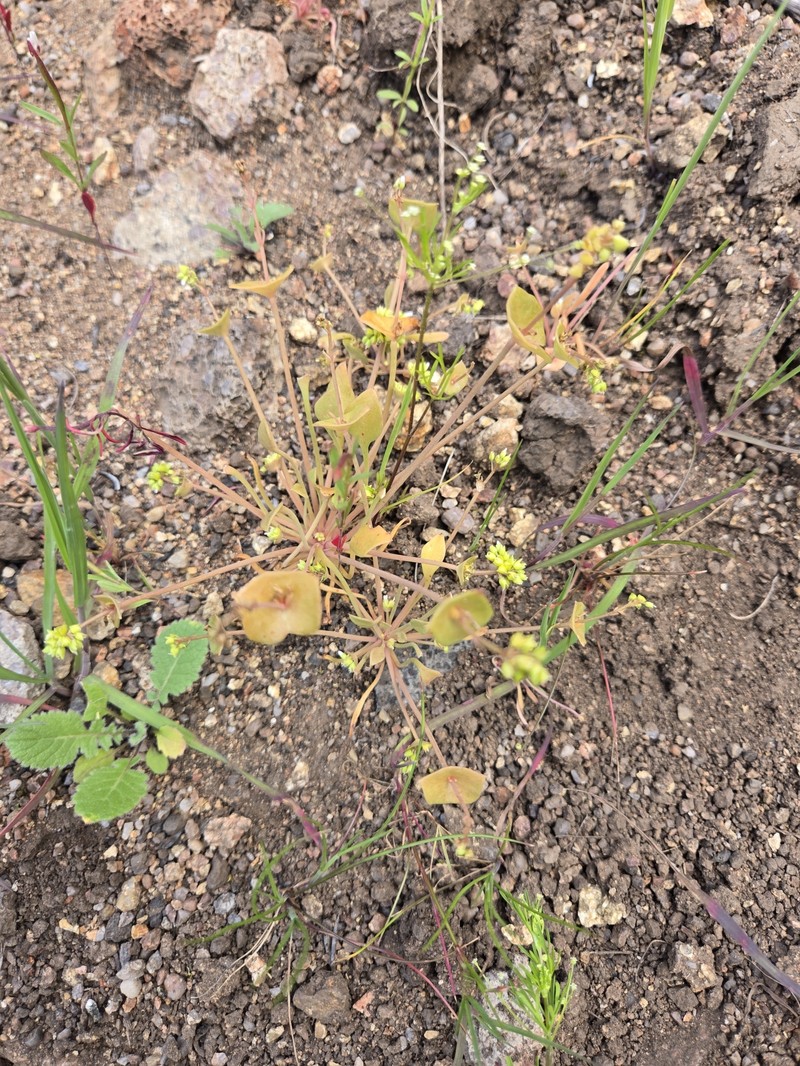 Claytonia perfoliata subsp. mexicana photo 4
