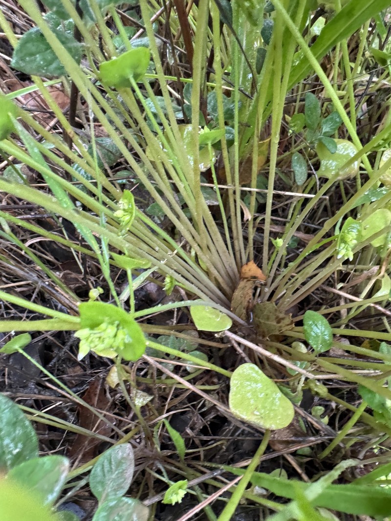 Claytonia perfoliata subsp. mexicana photo 5