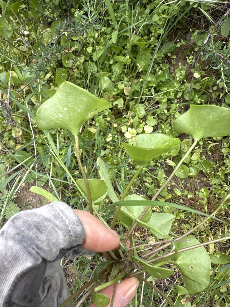Claytonia perfoliata subsp. mexicana photo 6