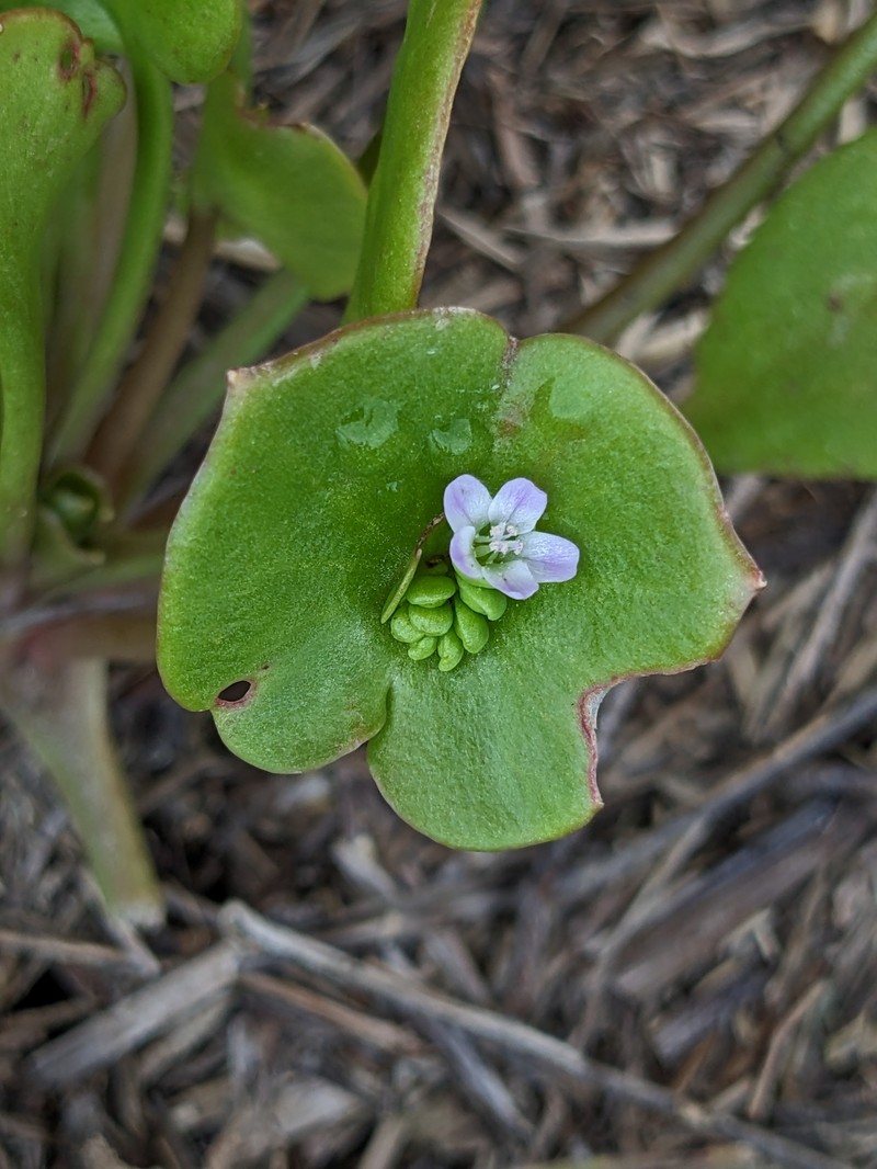 Claytonia perfoliata subsp. mexicana photo 8