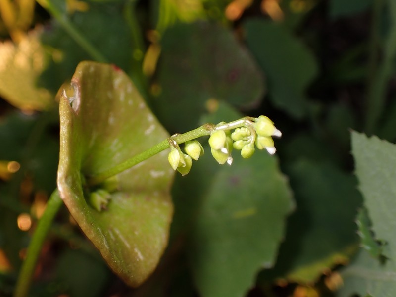 Claytonia perfoliata subsp. perfoliata