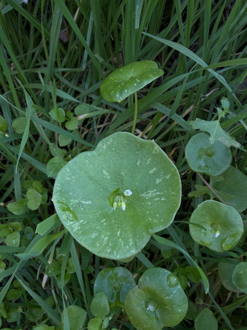 Claytonia perfoliata subsp. perfoliata photo 2