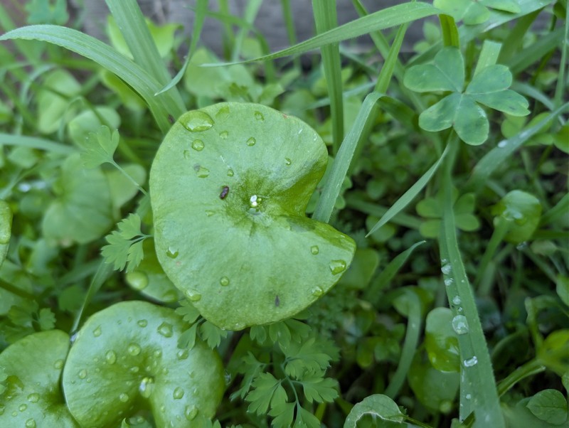 Claytonia perfoliata subsp. perfoliata photo 3