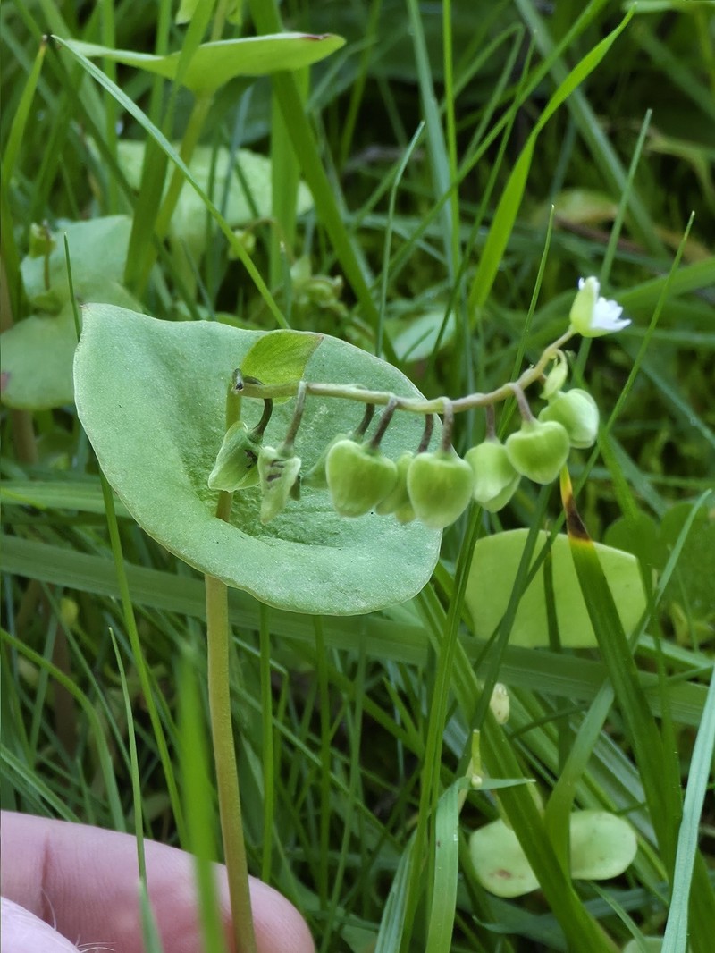 Claytonia perfoliata subsp. perfoliata photo 4