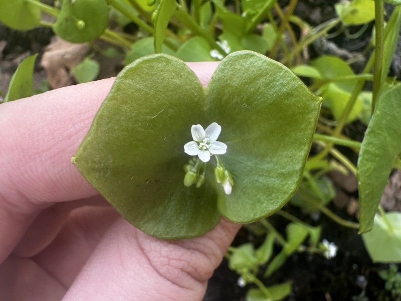 Claytonia perfoliata subsp. perfoliata photo 5