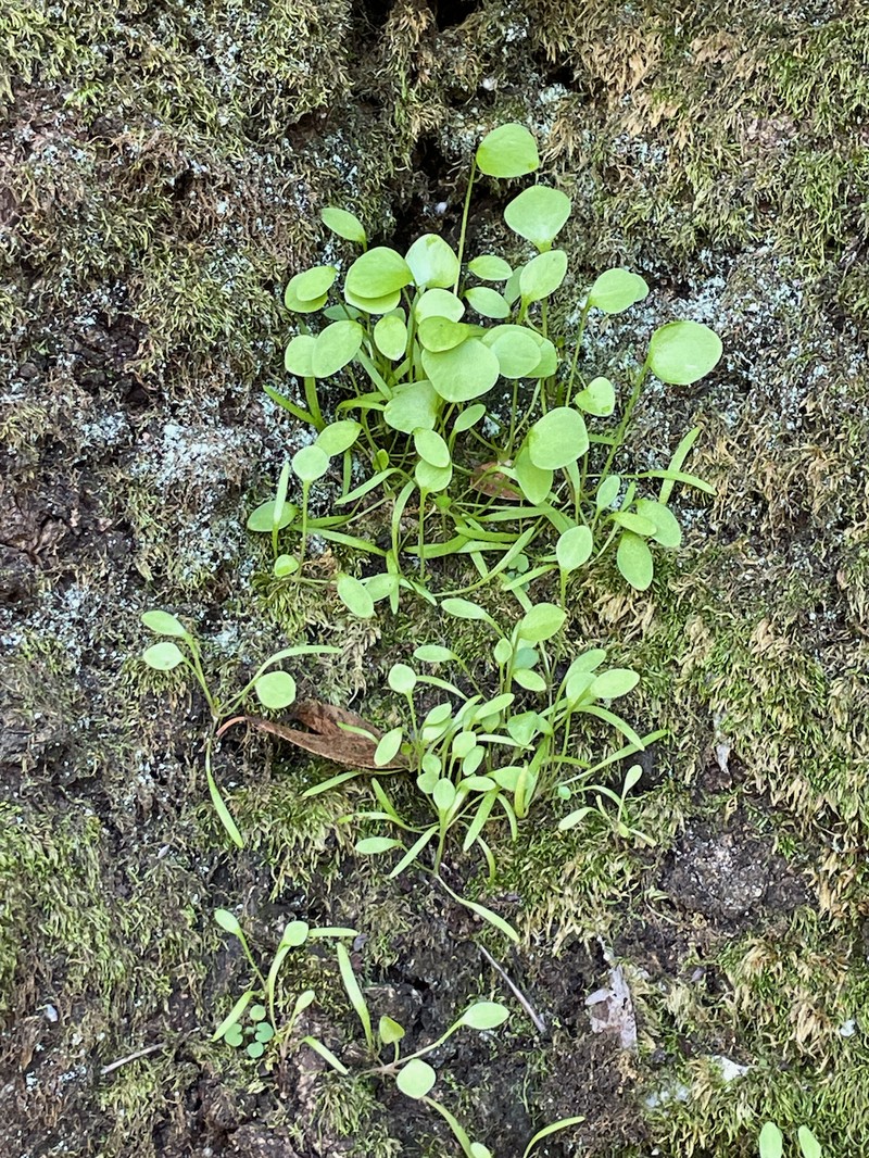 Claytonia perfoliata subsp. perfoliata photo 6