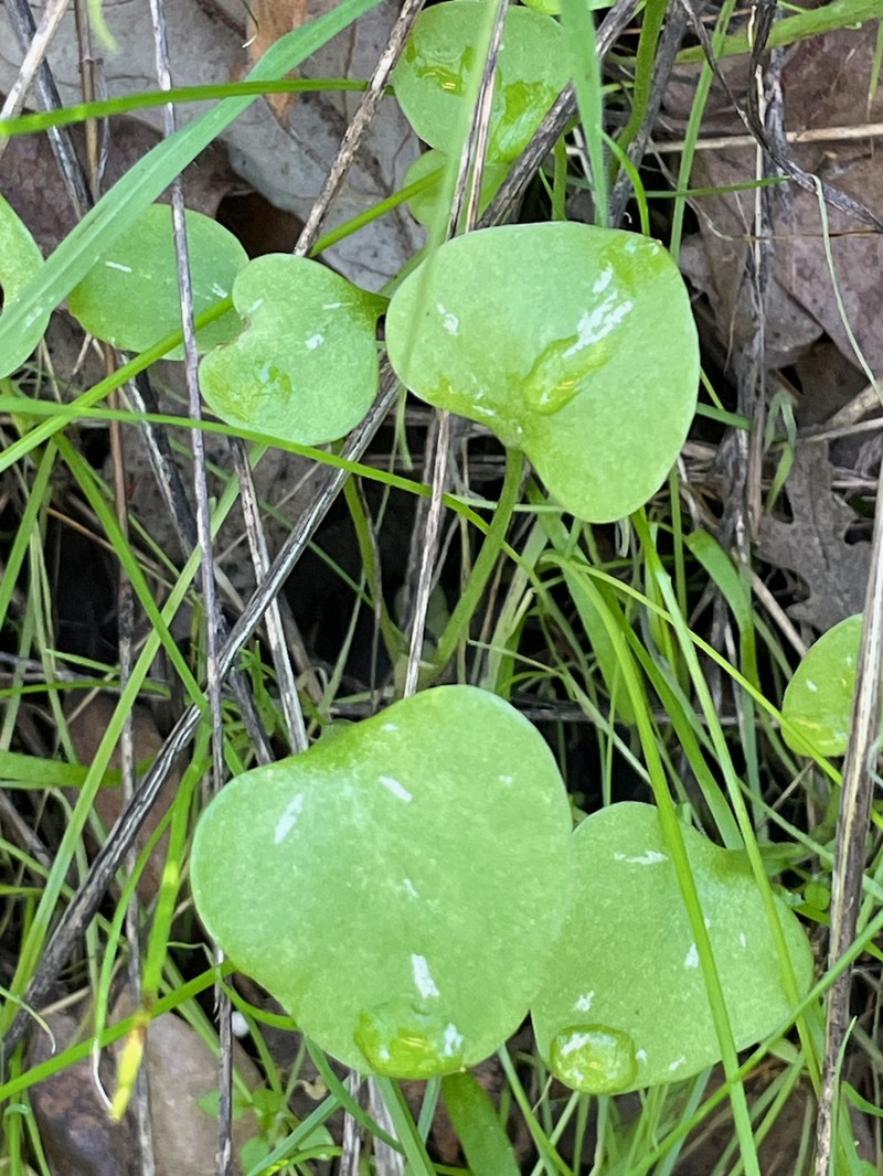 Claytonia perfoliata subsp. perfoliata photo 7