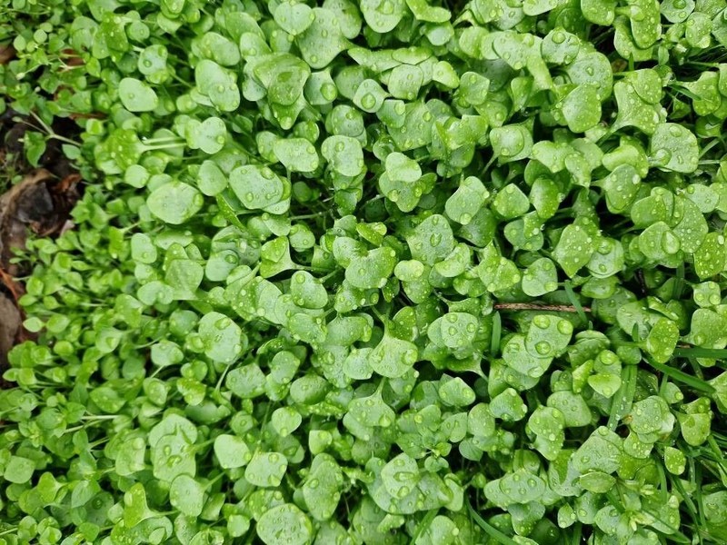 Claytonia perfoliata subsp. perfoliata photo 8