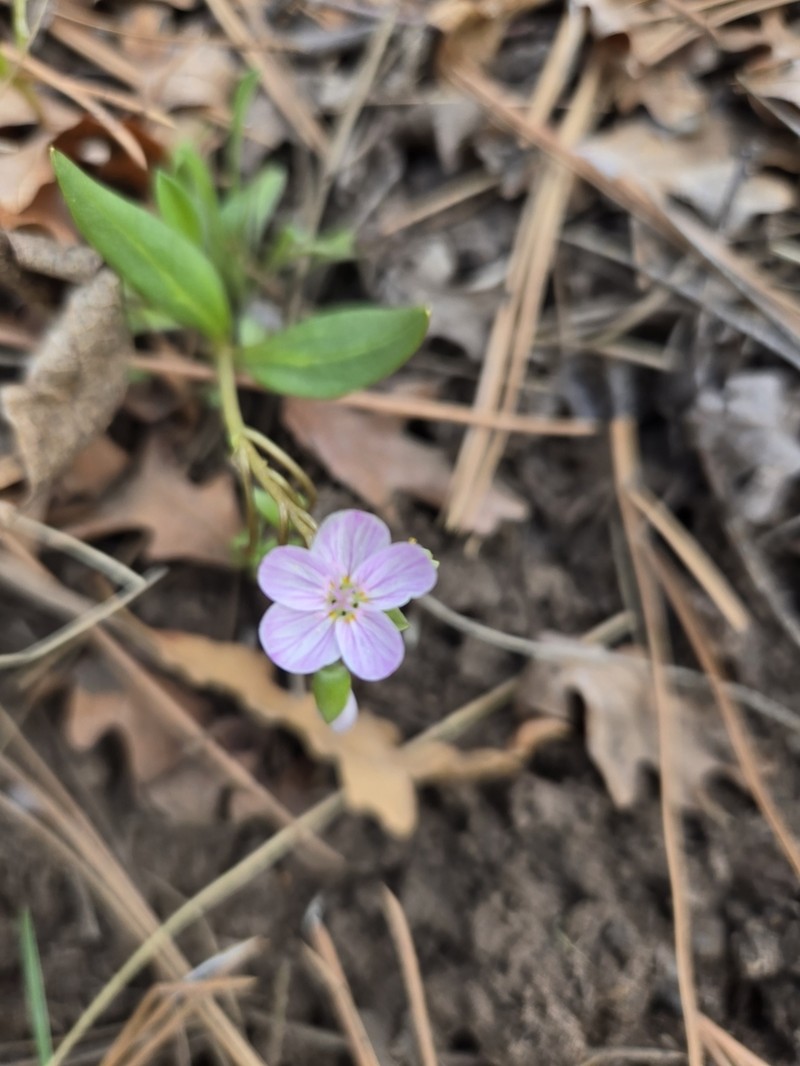 Western Springbeauty