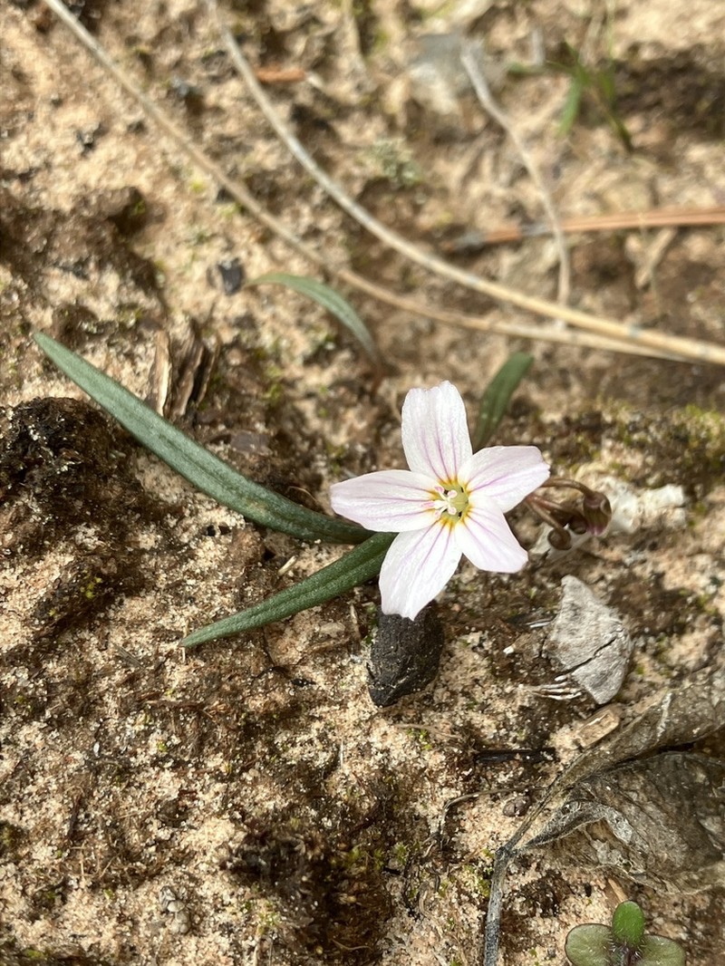 Western Springbeauty photo 2