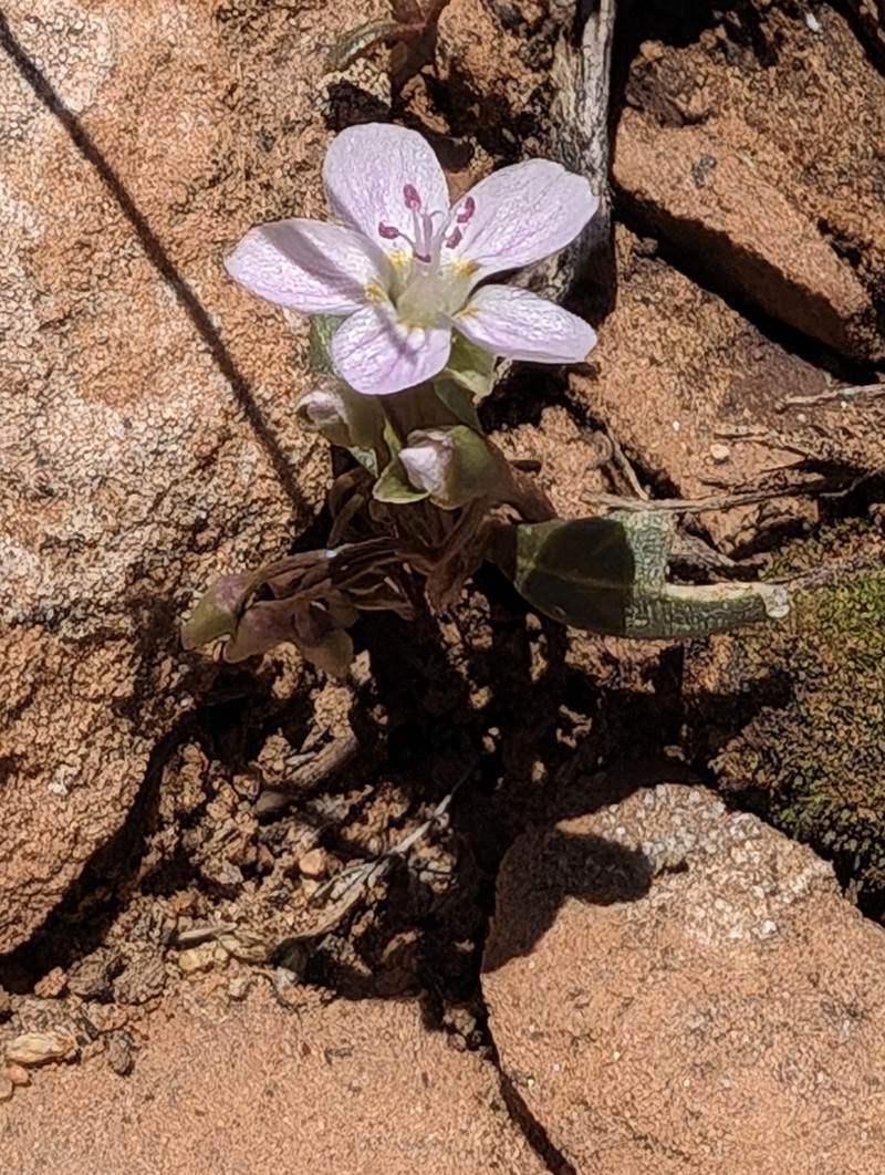 Western Springbeauty photo 3