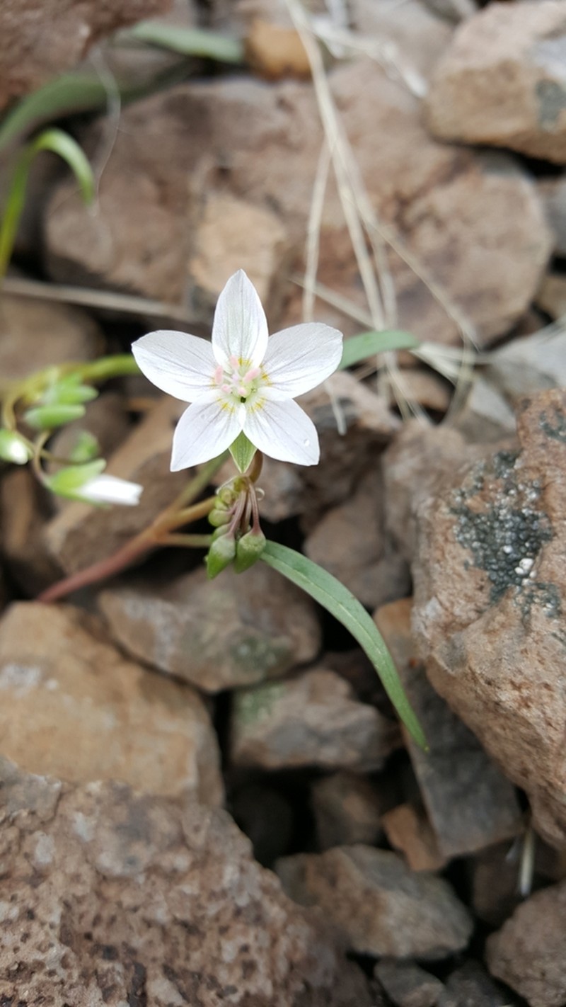 Western Springbeauty photo 4
