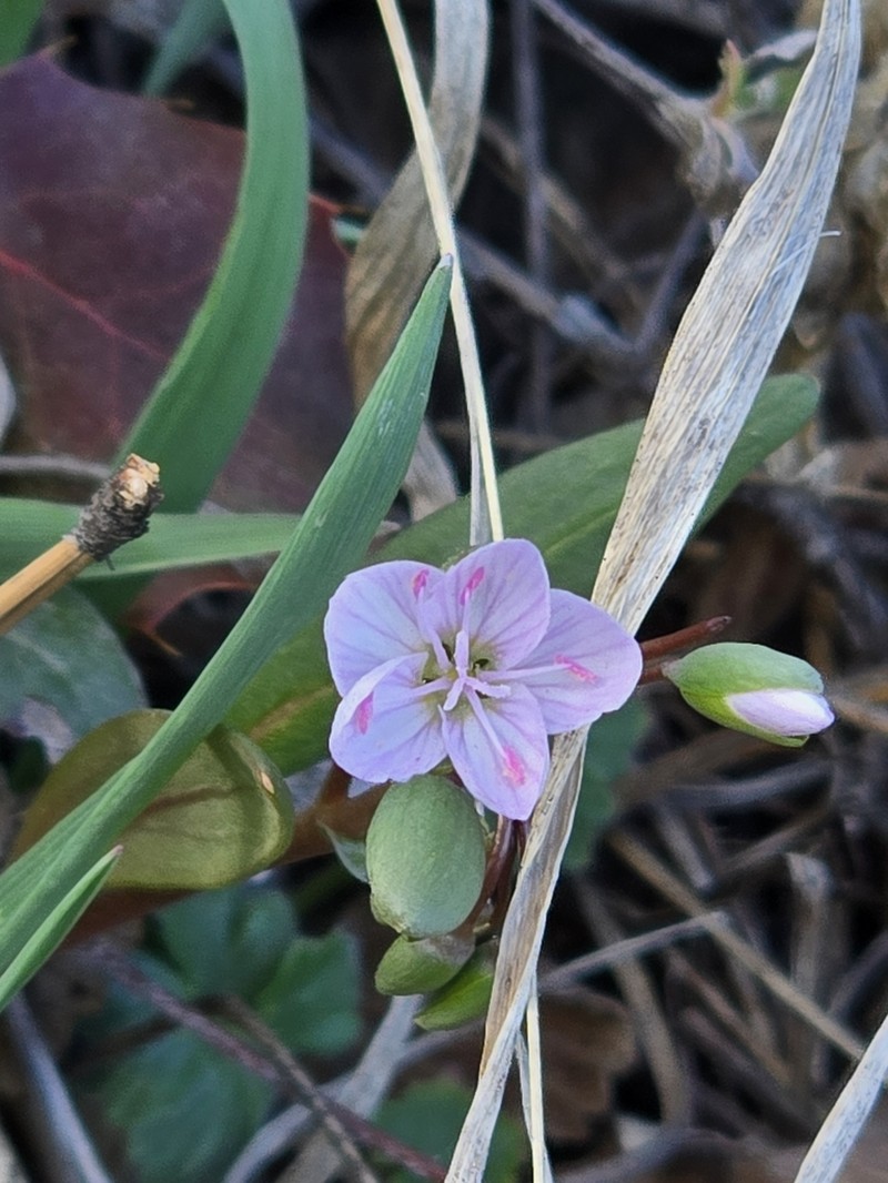 Western Springbeauty photo 5