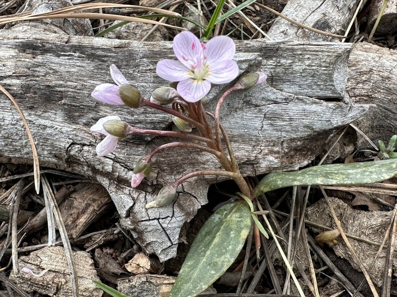 Western Springbeauty photo 6