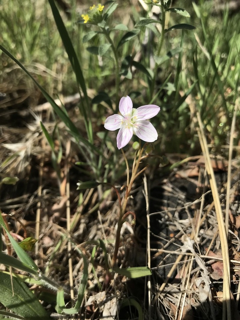Western Springbeauty photo 7
